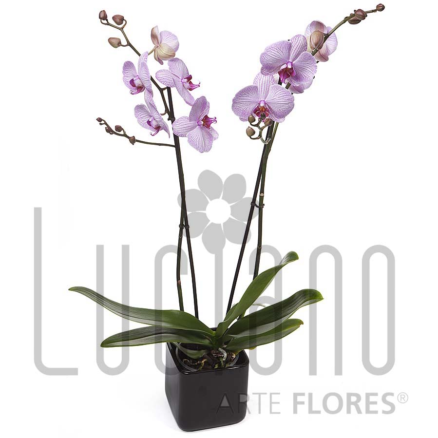 Planta Natural de Orquídea