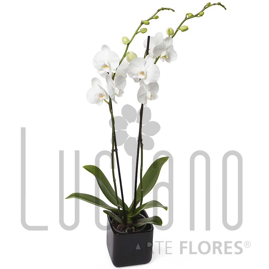 Planta Orquídea