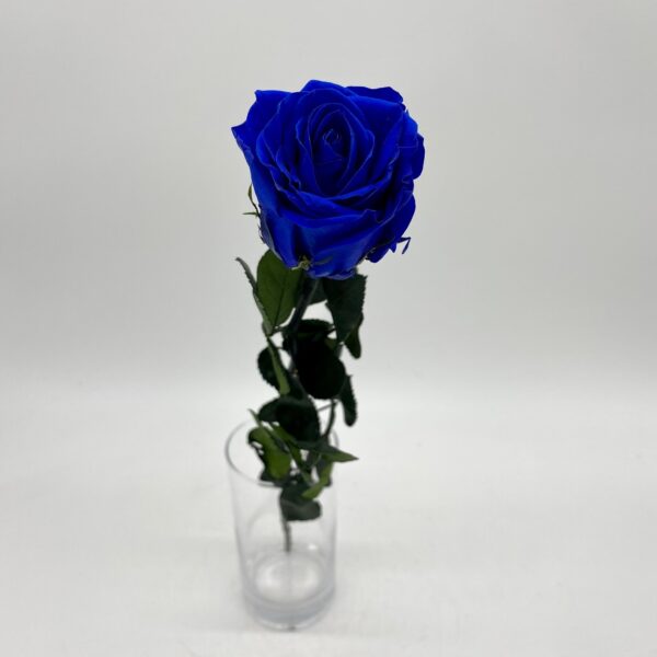 Rosa Preservada cor Azul